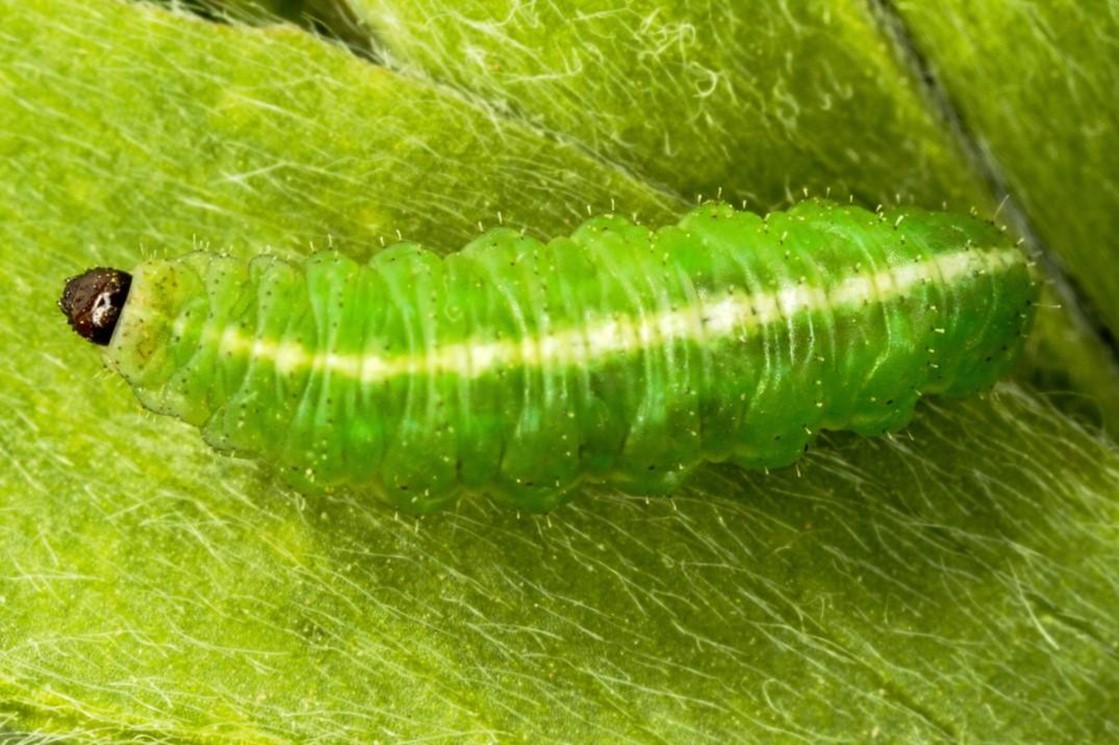 larva of alfalfa weevil larva of alfalfa weevil